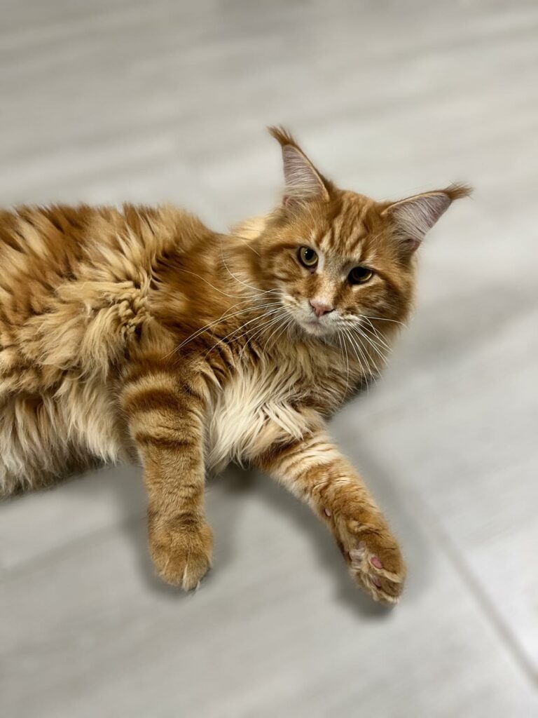 chat Maine coon 